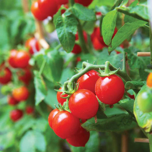 42 Day Tomato Plant