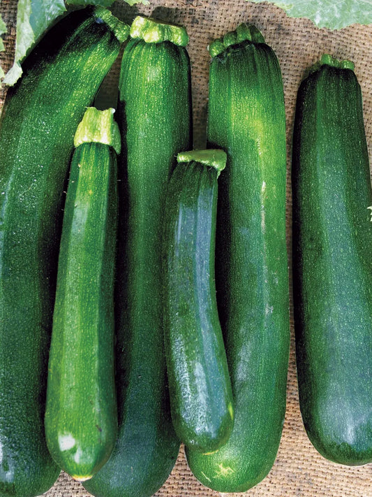 Zucchini - Black Beauty