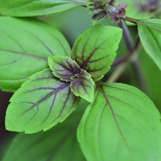 Herbs- Individual 4" pots