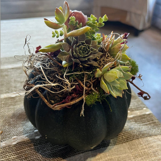 Succulent Pumpkin Workshop Ticket