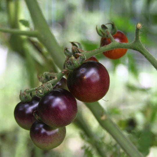 Blueberry Tomato Plant