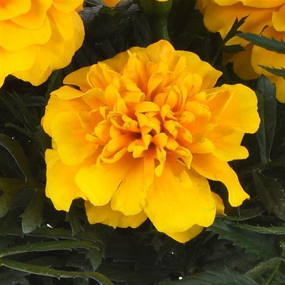 Marigold- 4 pack (Multiple Varieties)