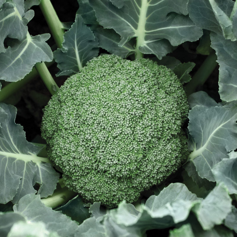 Destiny Broccoli