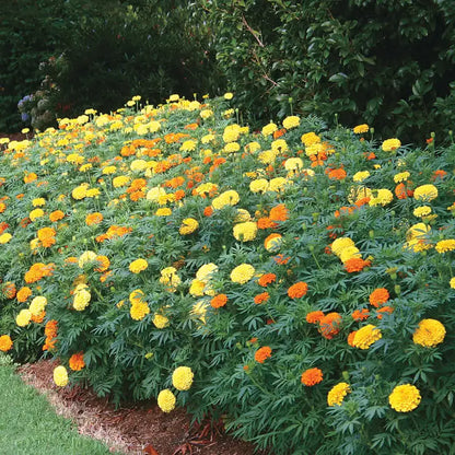 Marigold- 4 pack (Multiple Varieties)