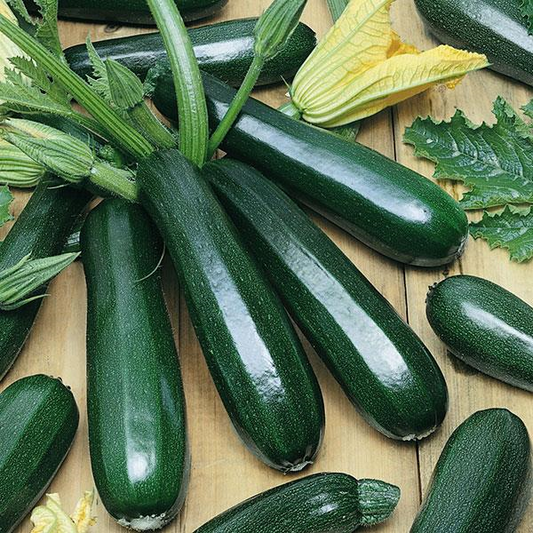 Zucchini - Dark Green Hybrid