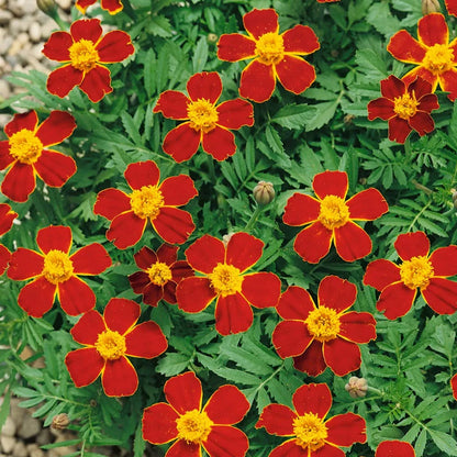 Marigold- 4 pack (Multiple Varieties)