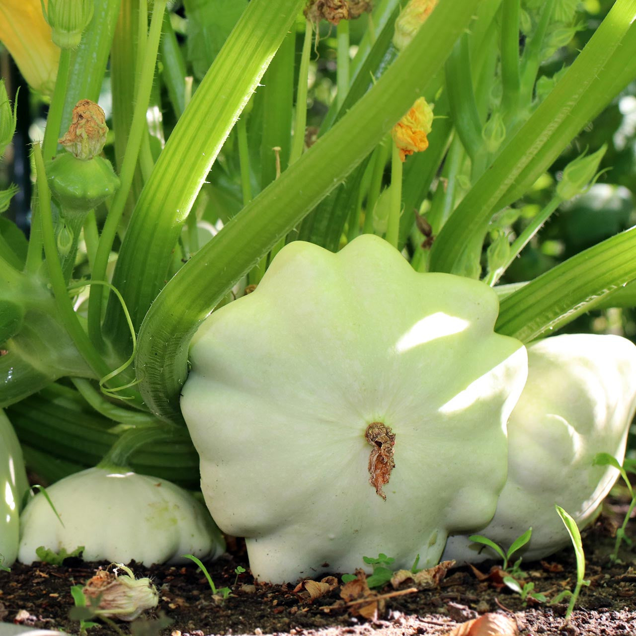 Zucchini - Early White Bush Scallop