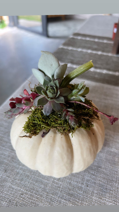 Succulent Pumpkin Workshop Ticket