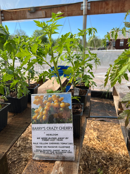 Barry's Crazy Cherry Tomato Plant