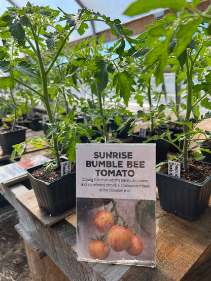 Sunrise Bumble Bee Tomato Plant