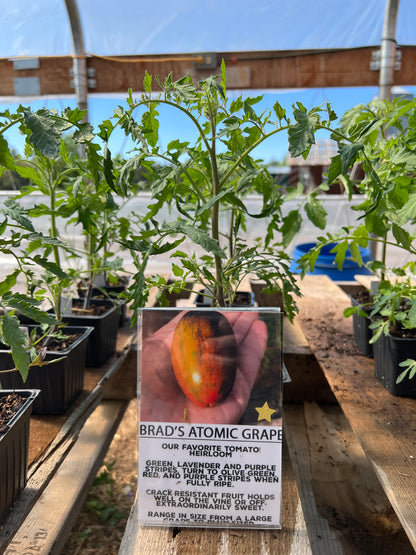 Brad's Atomic Grape Tomato Plant