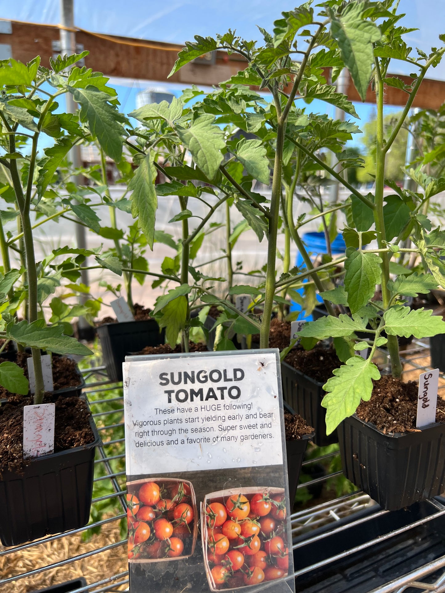 Sungold Tomato Plant