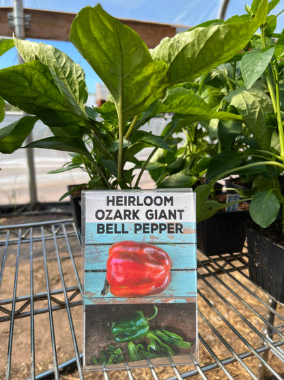 Ozark Giant Bell Pepper