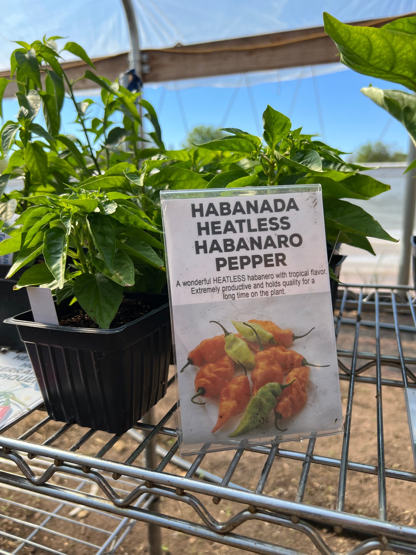 Habanada Heatless Habanaro Pepper Plant SWEET