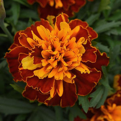 Marigold- 4 pack (Multiple Varieties)