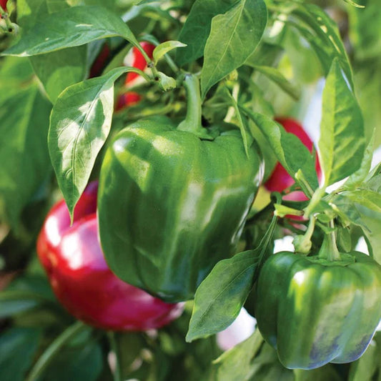 California Wonder Bell Pepper Plant