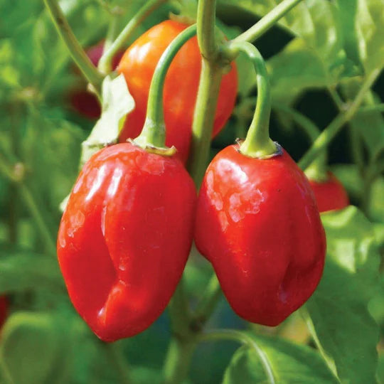 Habanero HOT Pepper Plant