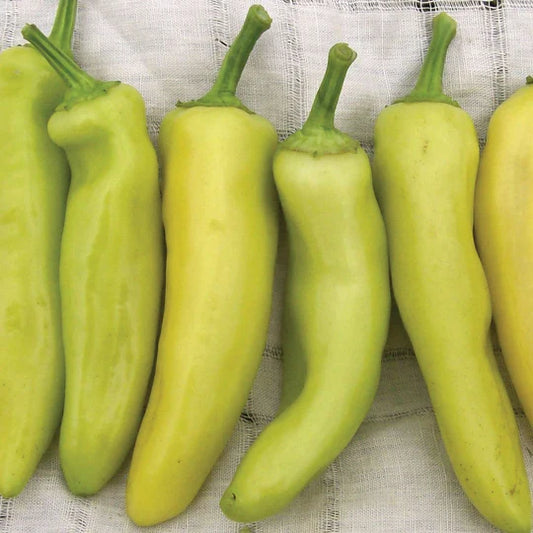 Hungarian Yellow Wax HOT Pepper Plant