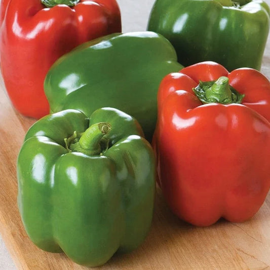 Keystone Giant Bell Pepper Plant