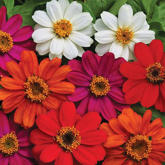 Zinnia- 4 pack (Multiple Varieties)