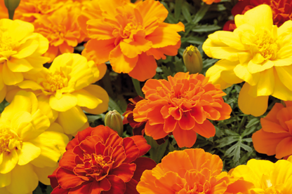 Marigold- 4 pack (Multiple Varieties)