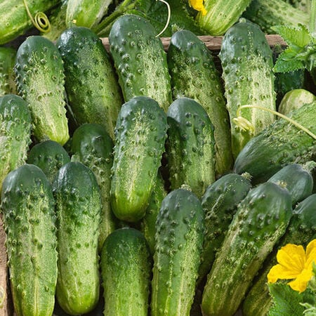 Cucumber- Sumter