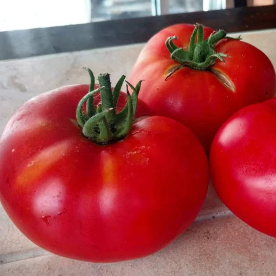 Brandywine Tomato Plant