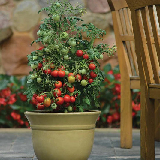 Geranium Kiss Tomato Plant