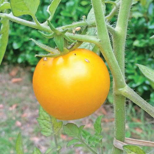 Sunray Tomato Plant