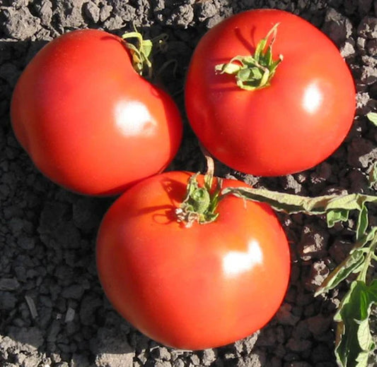 Trip-L-Crop Tomato Plant