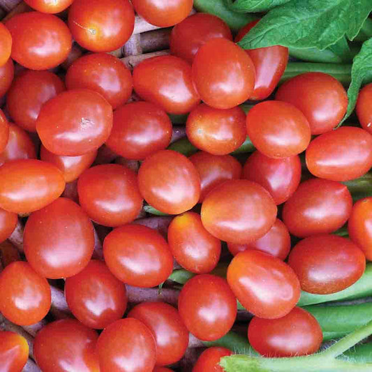 Jelly Bean Tomato Plant