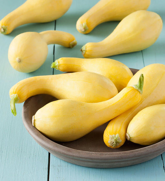 Zucchini - Yellow Crookneck