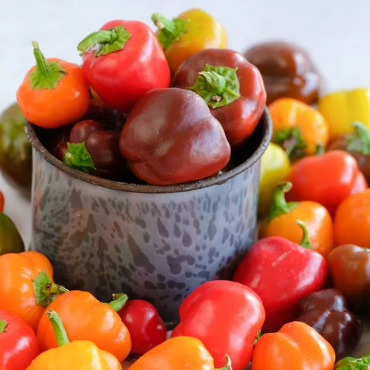 Mini Bell Pepper Plant