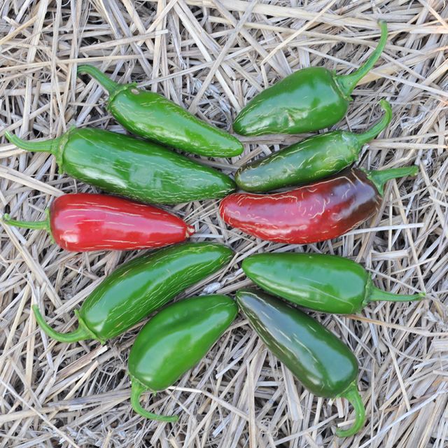 Tam Jalapeno HOT Pepper Plant