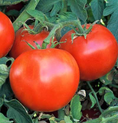 Wisconsin 55 Tomato Plant