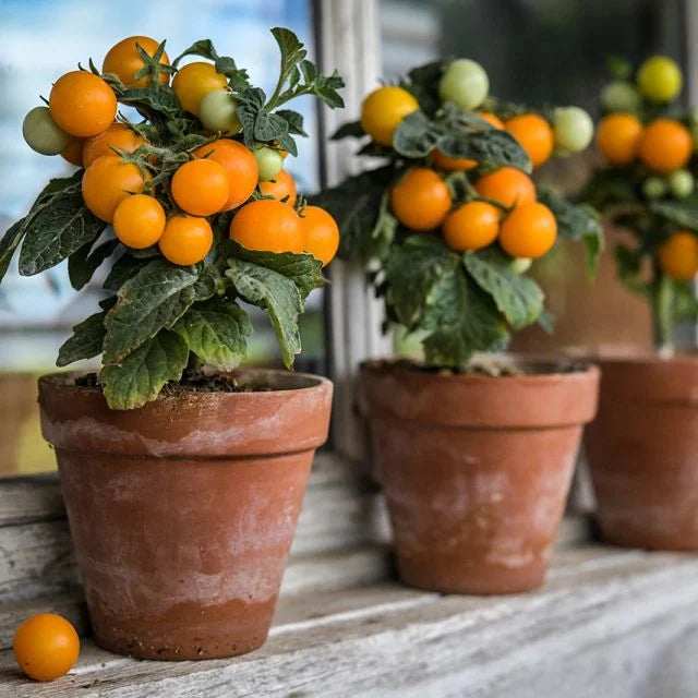 Orange Hat Tomato Plant