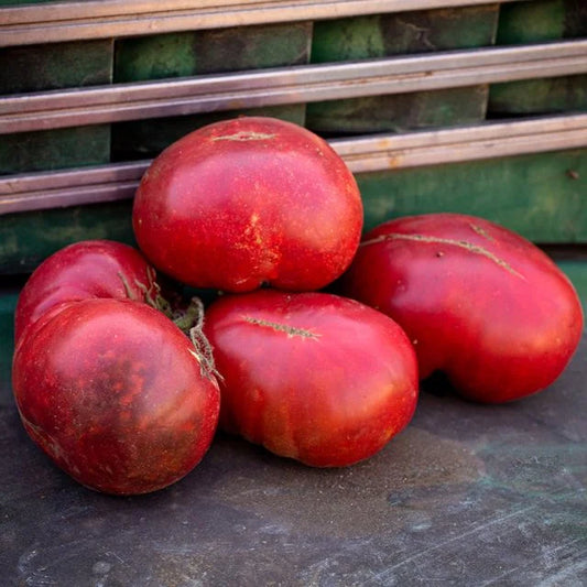 Purple Reign Tomato Plant