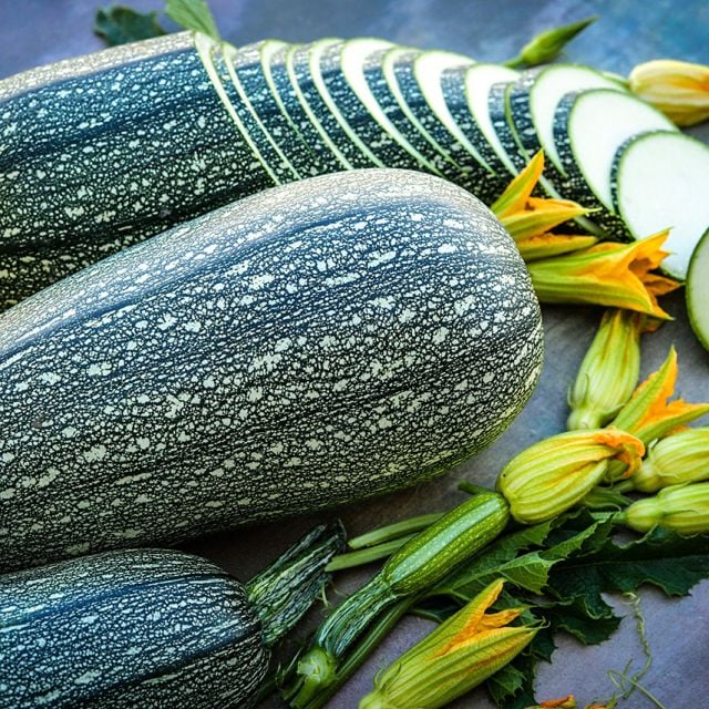 Zucchini - Grey