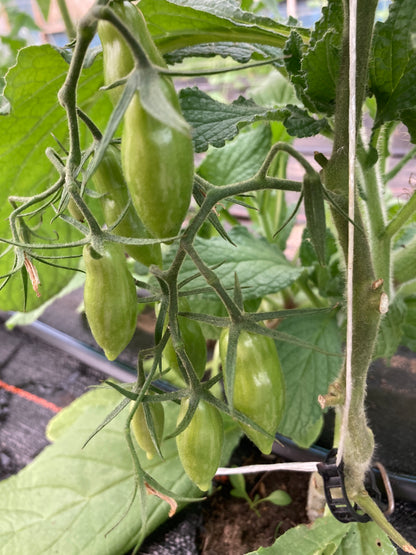 Prairie Fire Tomato Plant