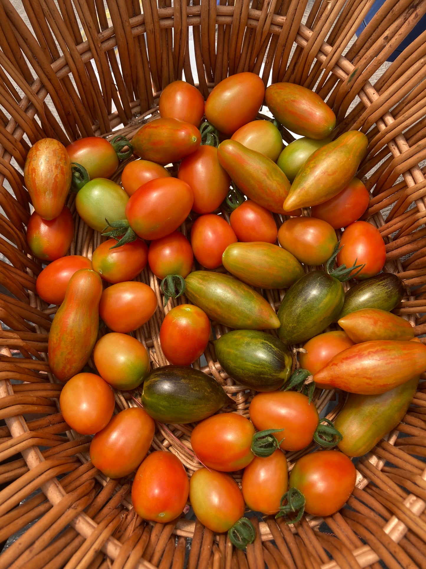 Prairie Fire Tomato Plant