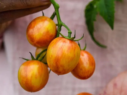 Sunrise Bumble Bee Tomato Plant